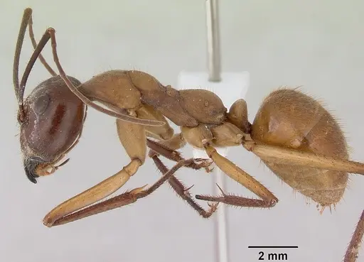 Notostigma foreli - CASENT0172068