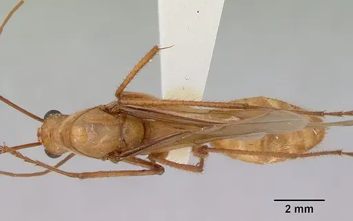 Notostigma foreli - CASENT0172070