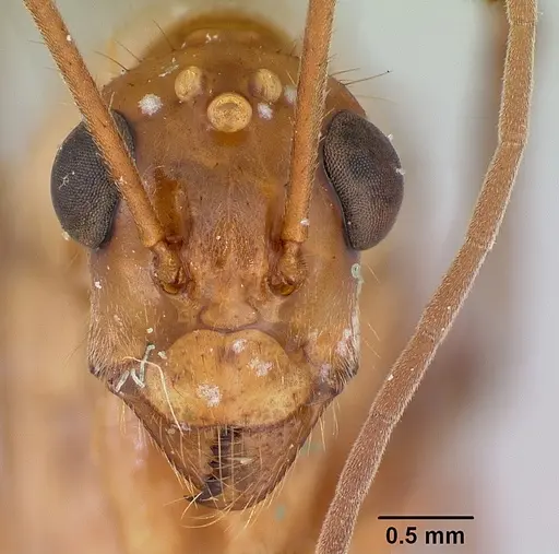 Notostigma foreli - CASENT0172070