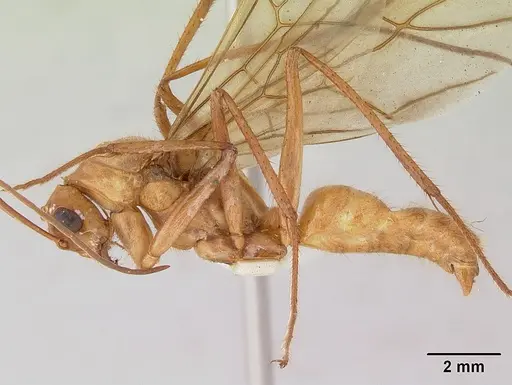 Notostigma foreli - CASENT0172070