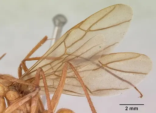 Notostigma foreli - CASENT0172070