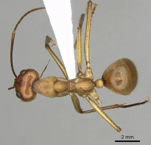 Notostigma foreli - CASENT0280567