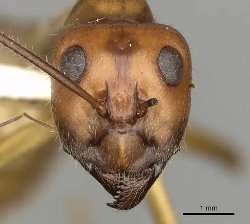 Notostigma foreli - CASENT0280567