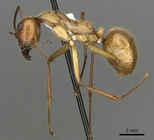 Notostigma foreli - CASENT0280567