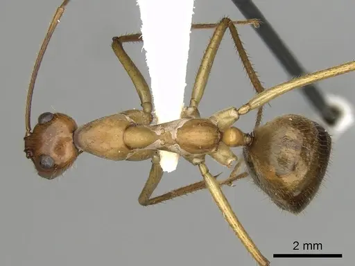 Notostigma foreli - CASENT0280568