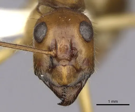 Notostigma foreli - CASENT0280568