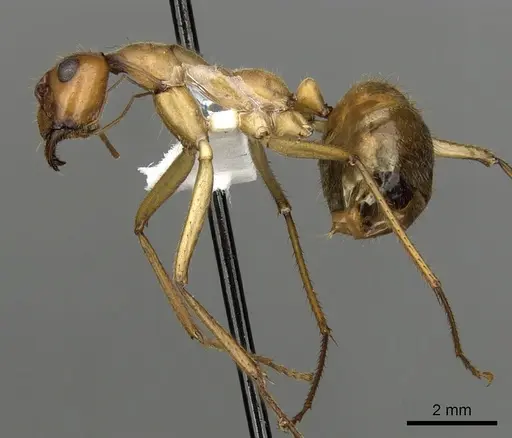 Notostigma foreli - CASENT0280568