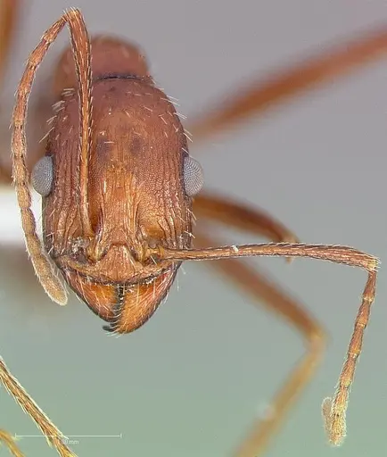 Novomessor cockerelli specimen