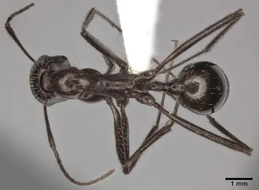 Novomessor cockerelli - CASENT0246580