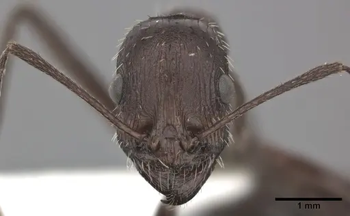 Novomessor cockerelli - CASENT0246580