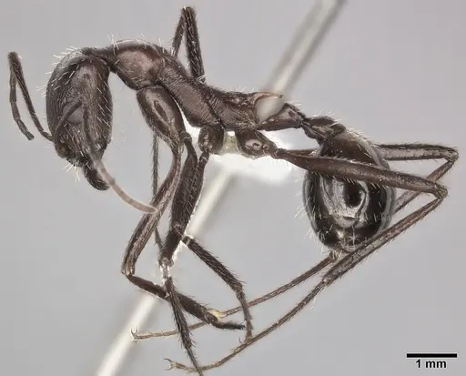 Novomessor cockerelli - CASENT0246580