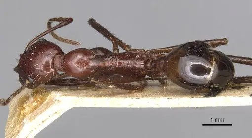 Novomessor cockerelli - CASENT0915446