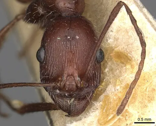 Novomessor cockerelli - CASENT0915446