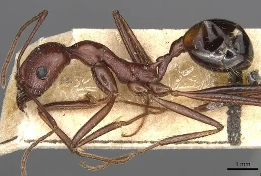 Novomessor cockerelli - CASENT0915446