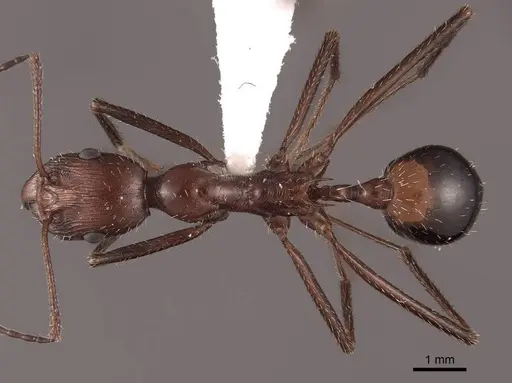 Novomessor cockerelli - FMNHINS0000062886