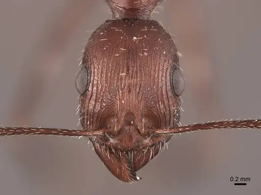 Novomessor cockerelli - FMNHINS0000062886