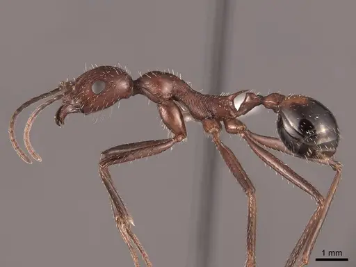 Novomessor cockerelli - FMNHINS0000062886