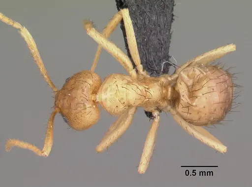 Nylanderia amblyops specimen