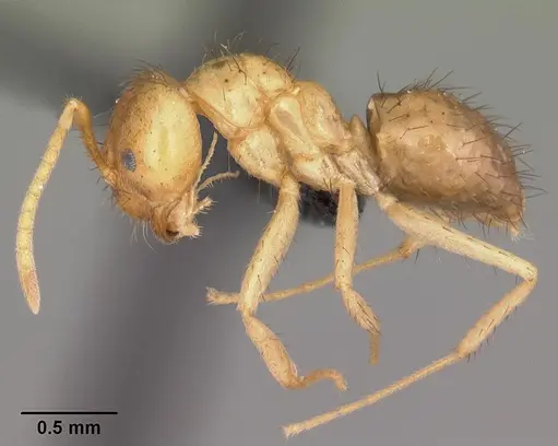 Nylanderia amblyops specimen