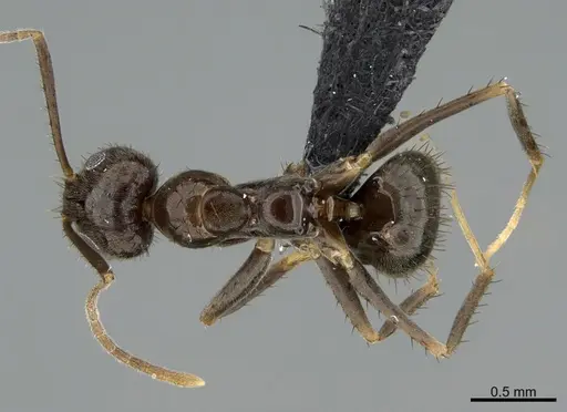 Nylanderia amia specimen