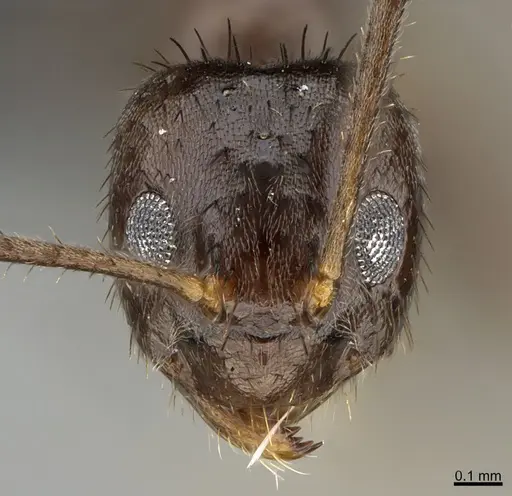 Nylanderia amia specimen