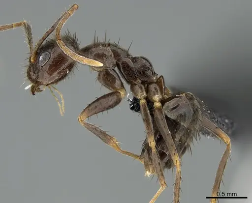 Nylanderia amia specimen