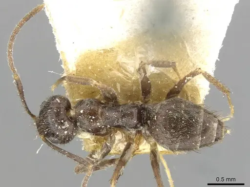 Nylanderia amia - CASENT0910996