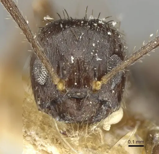 Nylanderia amia - CASENT0910996