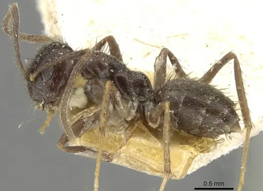 Nylanderia amia - CASENT0910996