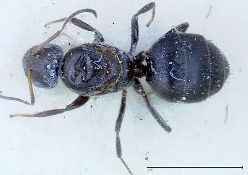 Nylanderia amia - FOCOL0143