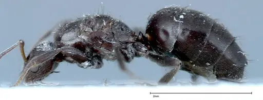 Nylanderia amia - FOCOL0143