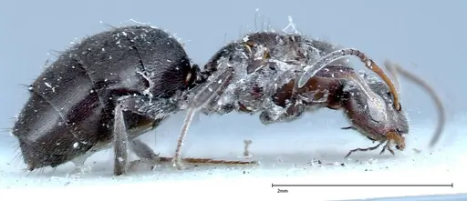 Nylanderia amia - FOCOL0143