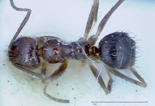 Nylanderia amia - FOCOL0144