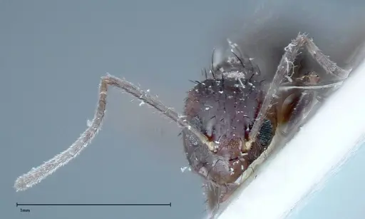 Nylanderia amia - FOCOL0144