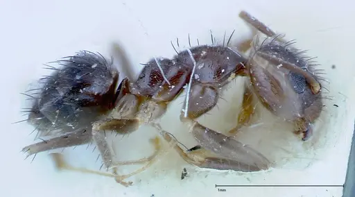 Nylanderia amia - FOCOL0144