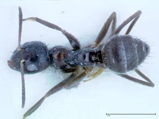 Nylanderia amia - FOCOL0145