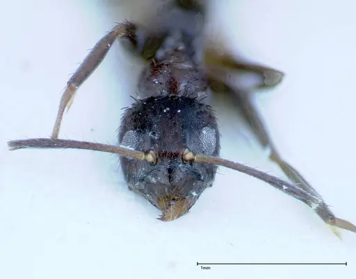 Nylanderia amia - FOCOL0145