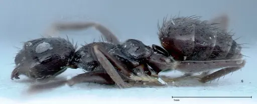 Nylanderia amia - FOCOL0145