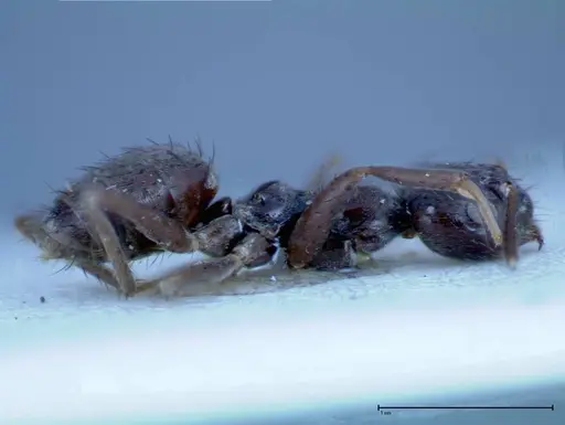 Nylanderia amia - FOCOL0145