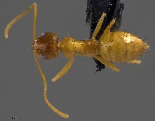 Nylanderia arenivaga specimen