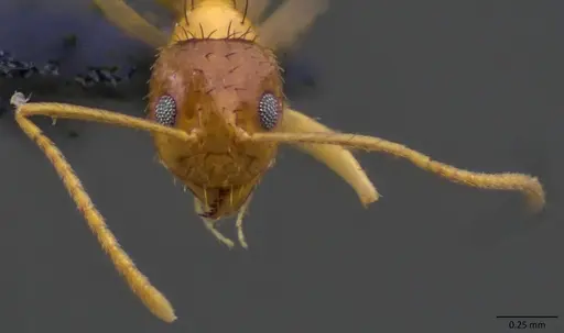 Nylanderia arenivaga specimen