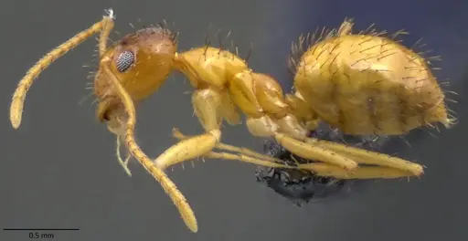 Nylanderia arenivaga specimen