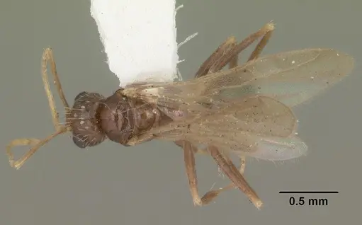 Nylanderia arenivaga - CASENT0104192