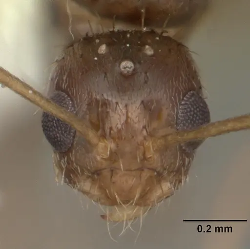 Nylanderia arenivaga - CASENT0104192