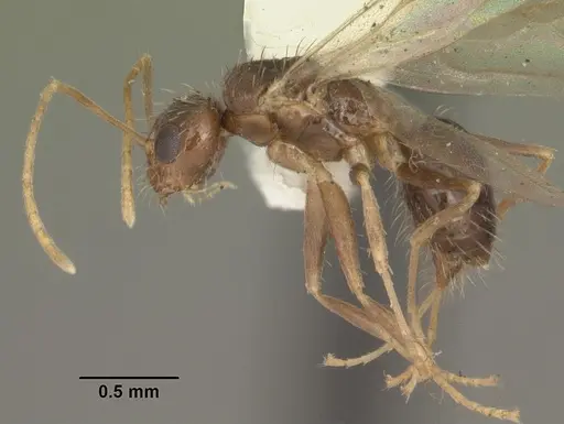 Nylanderia arenivaga - CASENT0104192