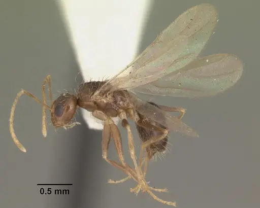 Nylanderia arenivaga - CASENT0104192