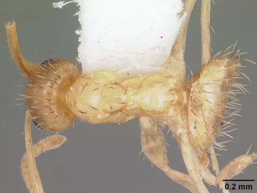 Nylanderia arenivaga - CASENT0104195