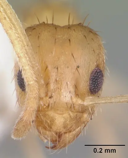 Nylanderia arenivaga - CASENT0104195