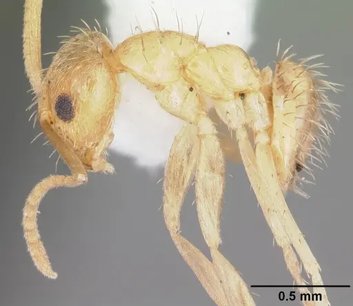 Nylanderia arenivaga - CASENT0104195