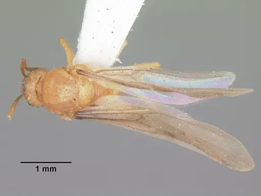 Nylanderia arenivaga - CASENT0104196